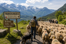 Transhumance France IA